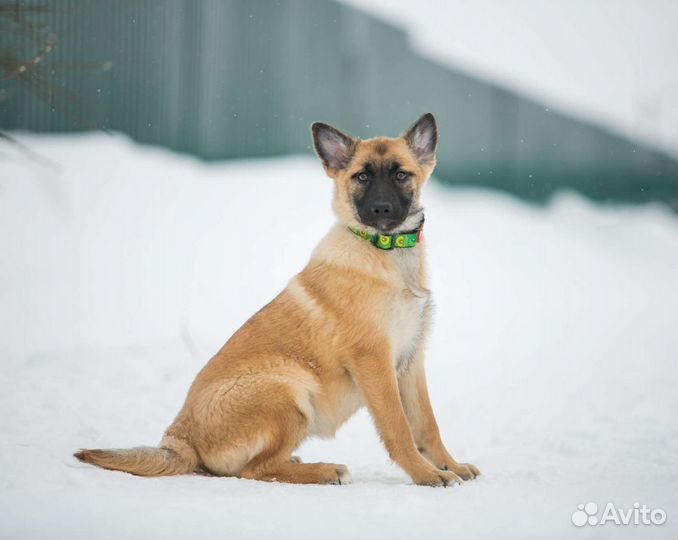 Собаки бесплатно в добрые руки