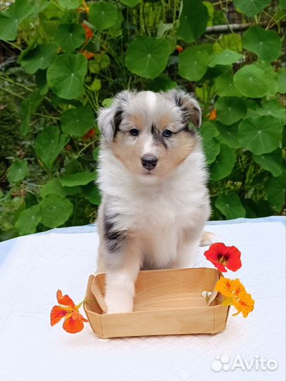 Щенки шелти