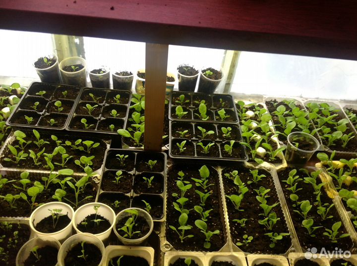 Чернозем в мешках, плодородный грунт