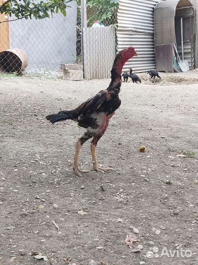 Бойцовые птицы