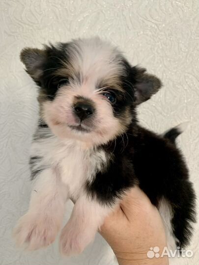 Цветные йорки