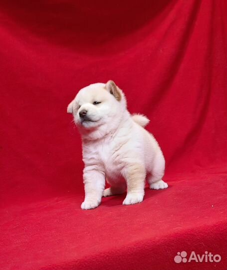 Сиба ину щенки белого окраса