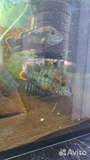 Отдам бесплатно