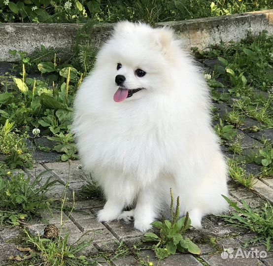 Шпиц взрослый мальчик