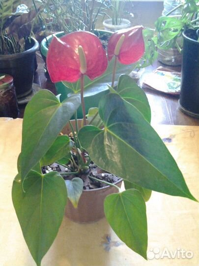 Антуриум Андре