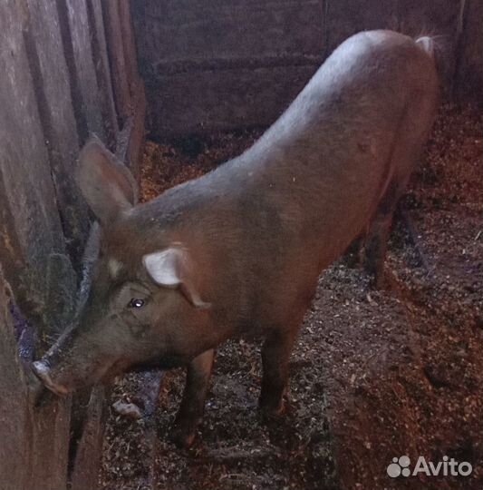 Поросята породы дюрок