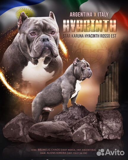 Американский булли кобель для вязок