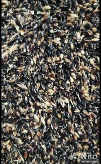 Семена трав