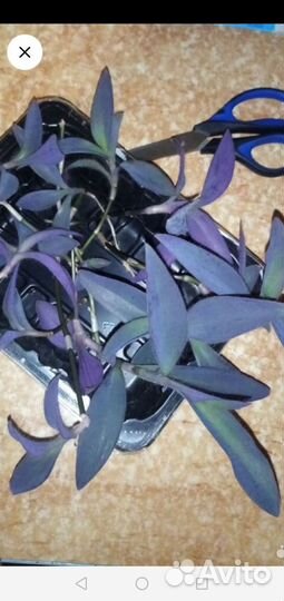 Комнатные цветы обменяю