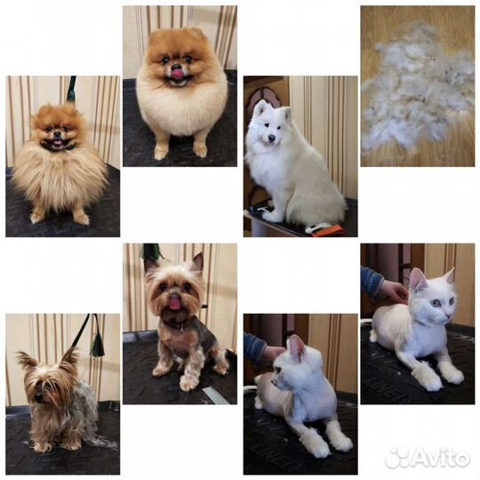 Стрижка собак,кошек.Груминг