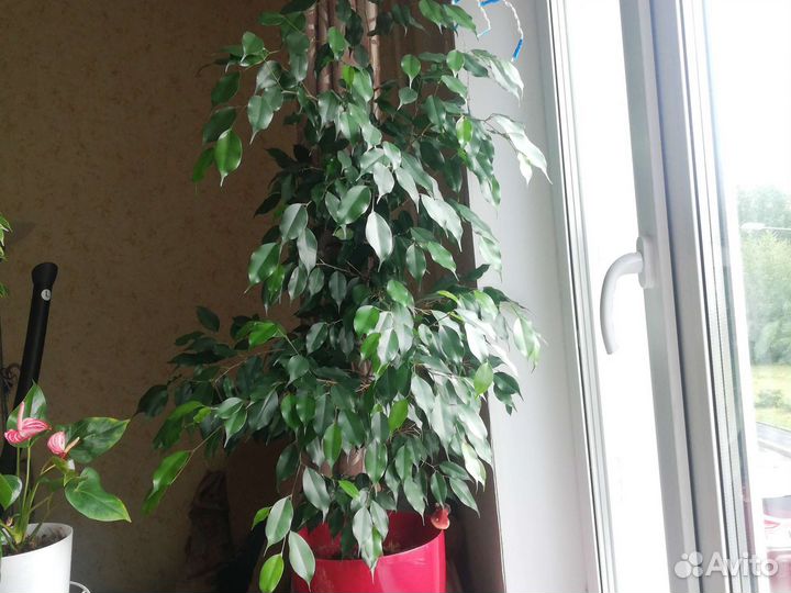 Фикус бенджамина