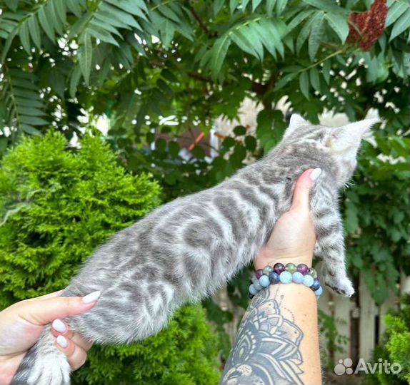 Бенгальские котята редкого окраса