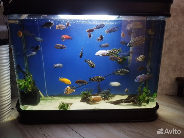 Аквариум