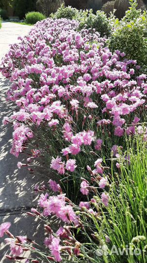 Гвоздика садовая махровая