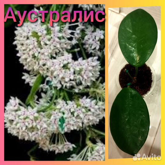 Хойя с фото