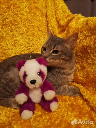 Кошка подросток