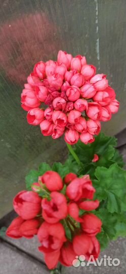 Пеларгония тюльпановидная