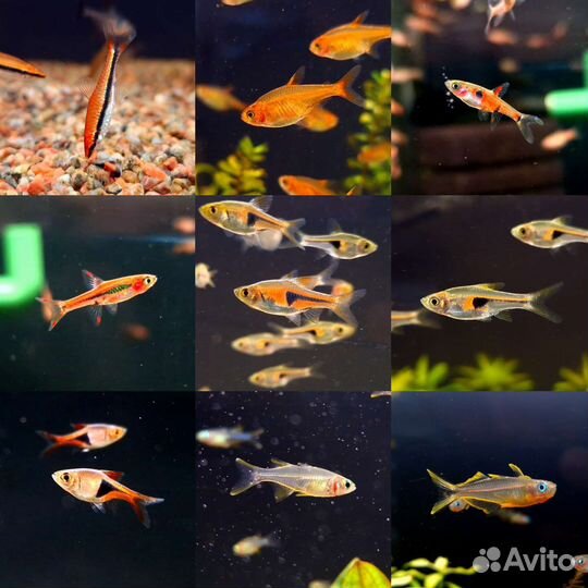 Рыба поступление, аквариумы и грунты (19.08)