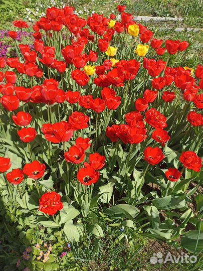 Тюльпаны на срезку в букет на праздник