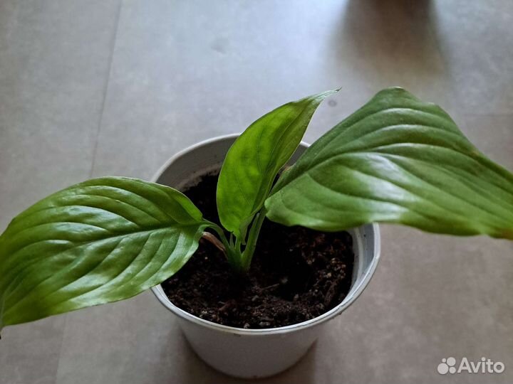 Спатифиллум, глоксиния