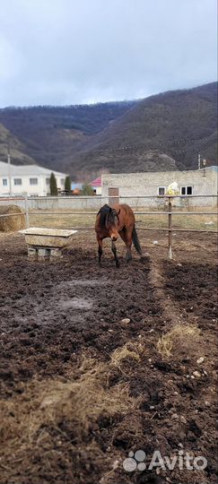 Карачаевский жеребец