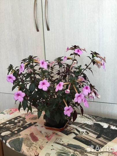 Ахименес розовый