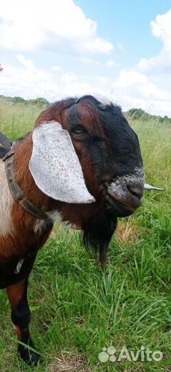 Козёл и Козлик нубийские