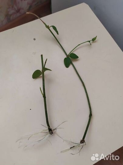 Жасмин самбак