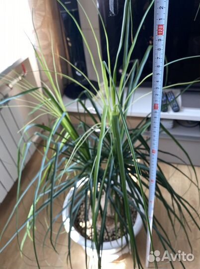 Пальма Бокарнея Нолина 120 см