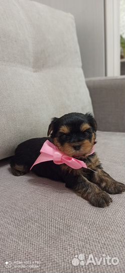 Йоркширский терьер девочка