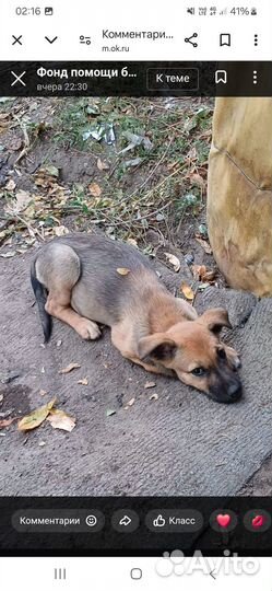 Щенок в большой беде. Помогите спасти его и найти