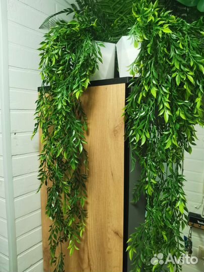 Ампельная зелень, лиана