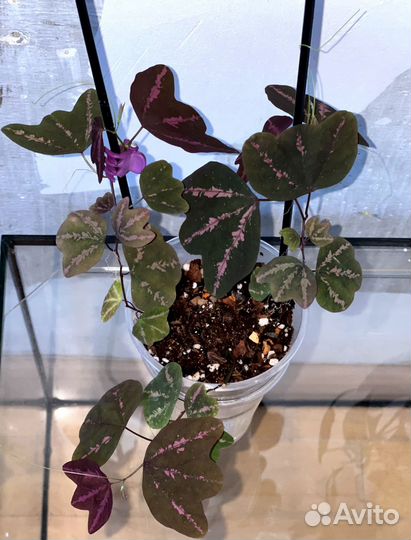 Пассифлора трехполосная трифасциата