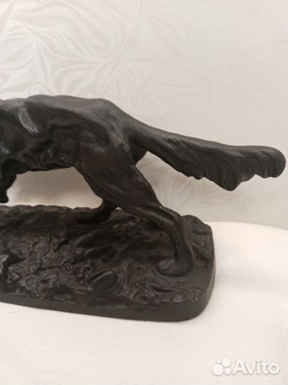 Собака Сеттер. Куса