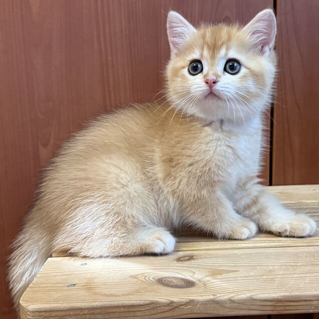 Шотландский прямоухий короткошёрстный котёнок