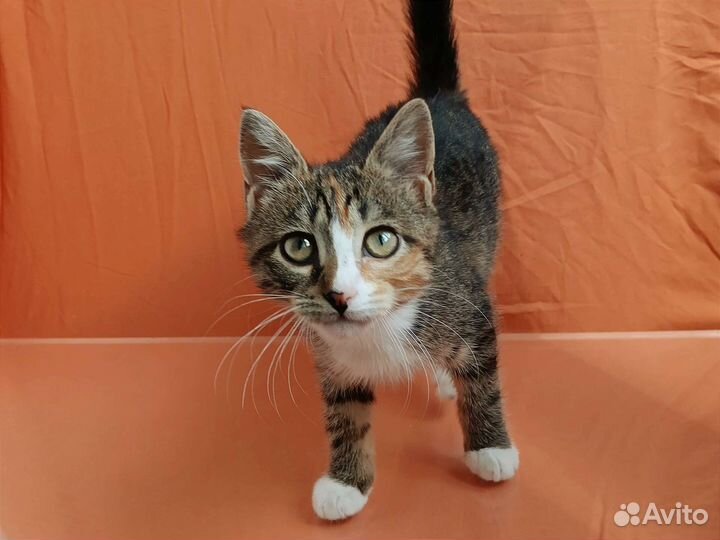 Котенок в добрые руки