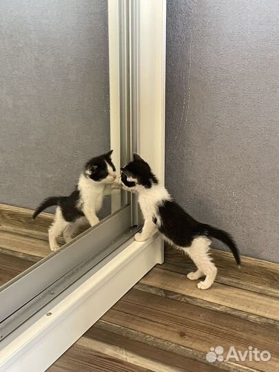 Котенок в добрые руки