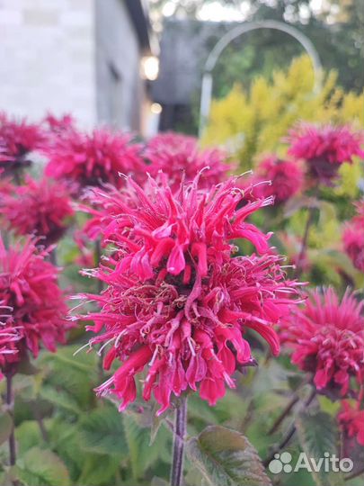 Цветы для вашего сада