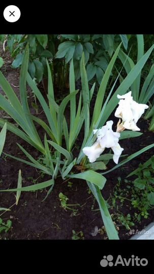 Ирис кустом - не делянкой