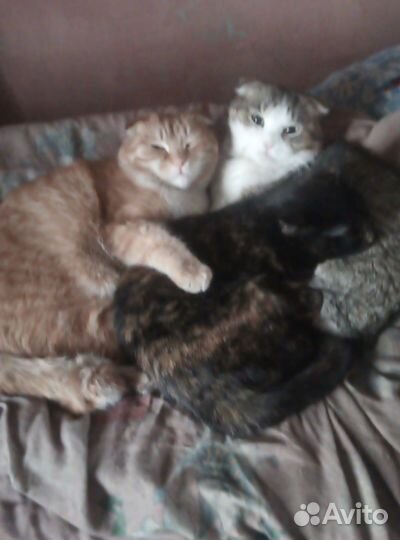 Кошки вислоухие