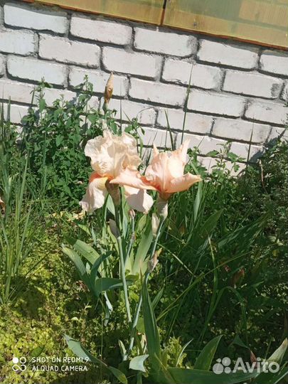 Ирисы бородатые все сортовые