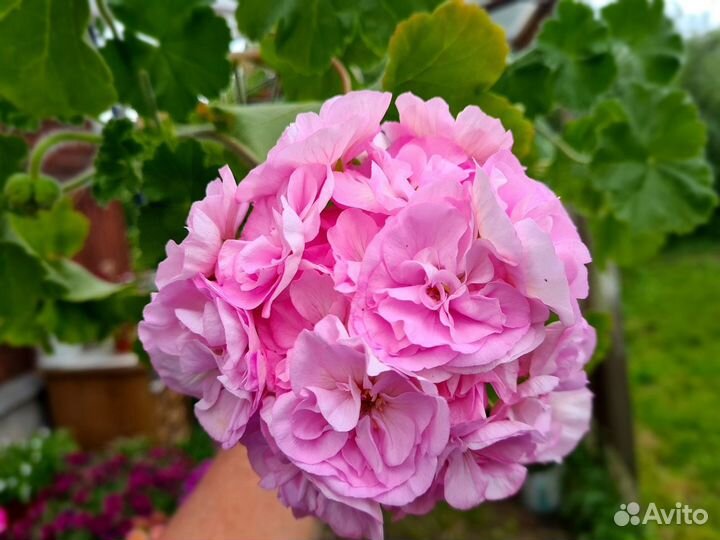 Коллекционные пеларгония юв - Византия юв - Феникс