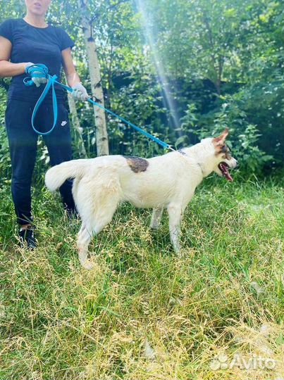 Собака друг и охраник ишет дом