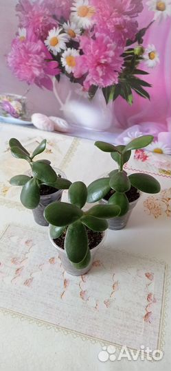 Денежное дерево