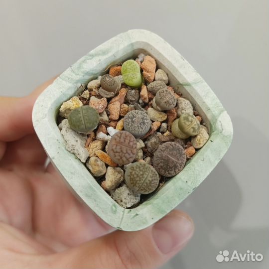 Литопсы живые камни