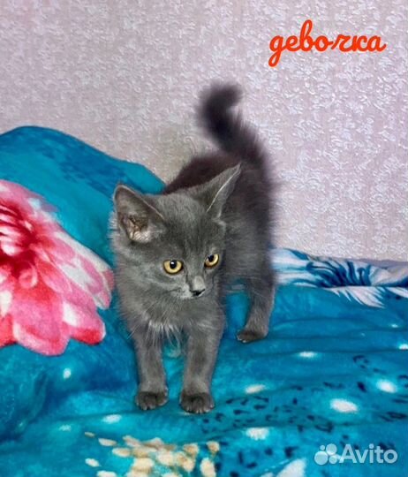 Дымчатая девчушка в добрые руки