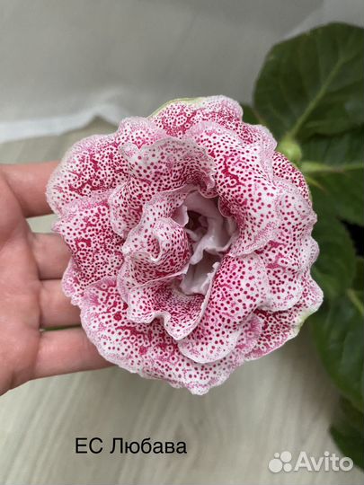 Глоксинии листики свежий срез