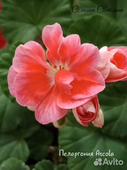 Пеларгония герань сортовая