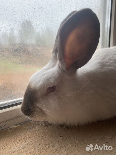 Кролики нзб, Калифорния