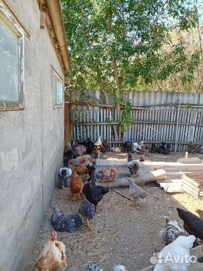 Породистая птица